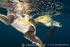 Couple of sea turtles in open Pacific Ocean. by Christian Vizl 